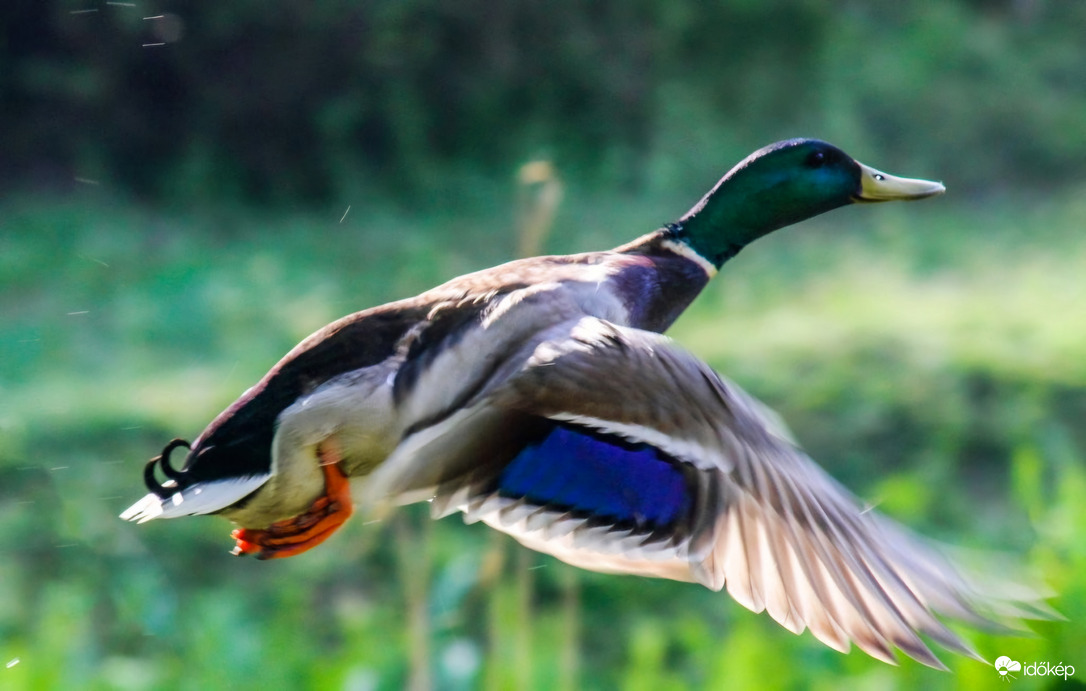 Szállj,szállj madár...