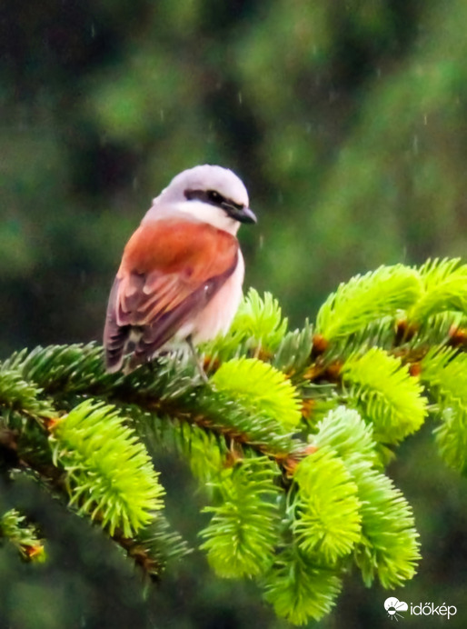 Tövisszúró gébics 