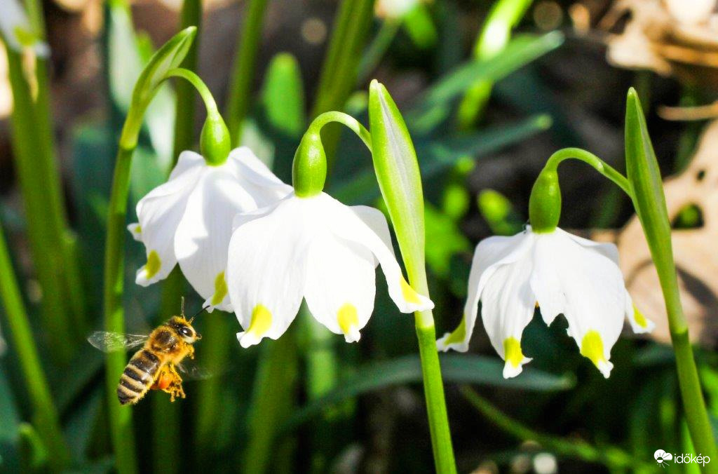 Tőzike és a Méhecske 