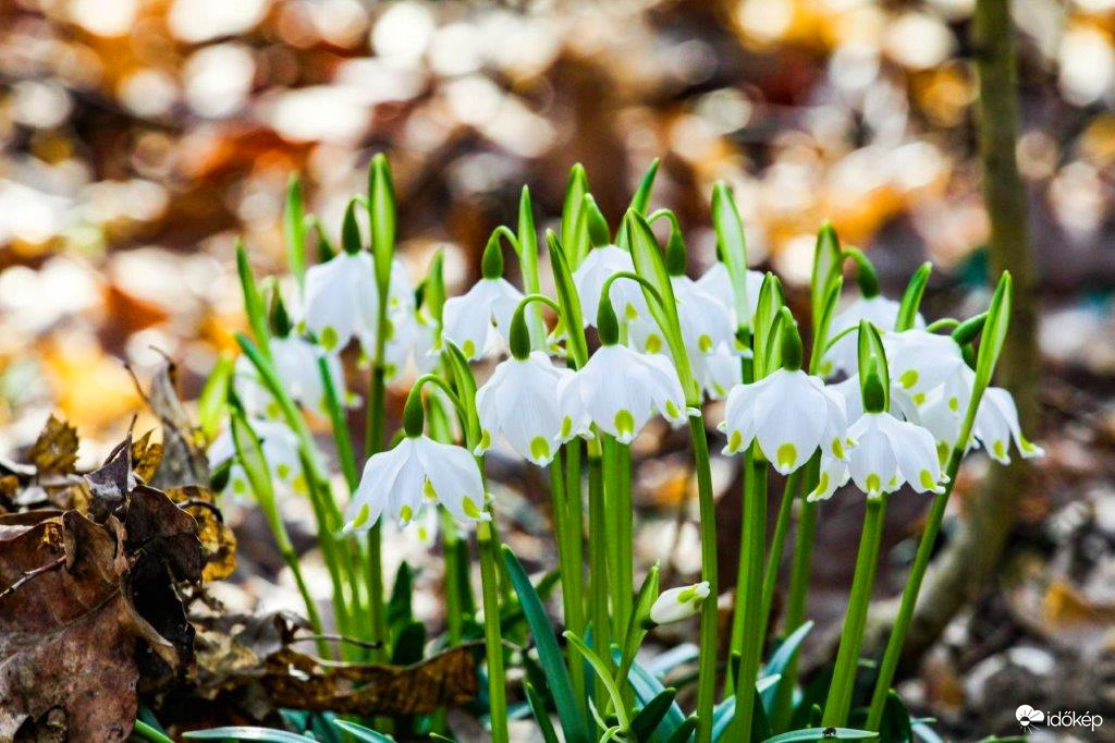 A Tőzike is kinyílott az erdőben 