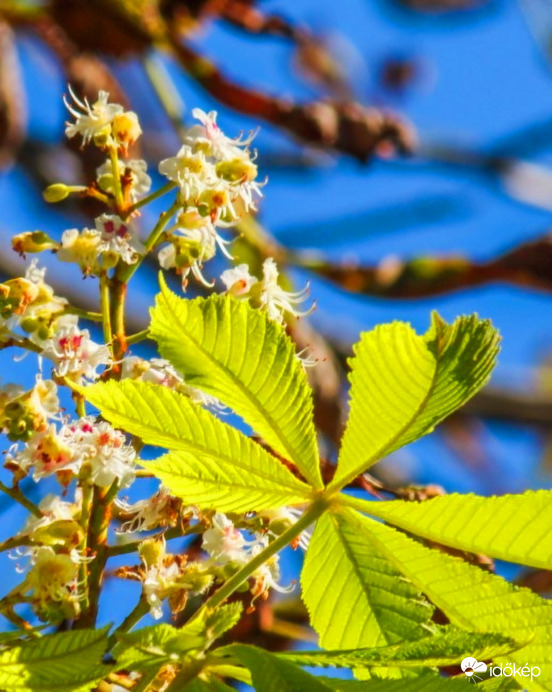 Virágzik a vadgesztenye!
