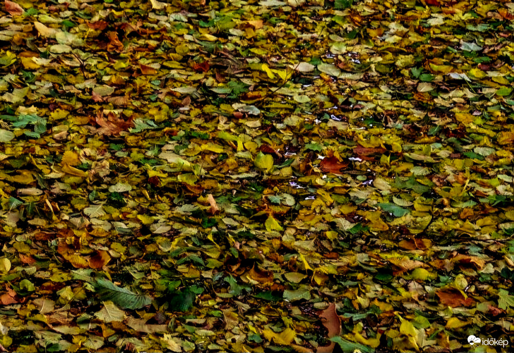 Színesedik a szőnyeg 