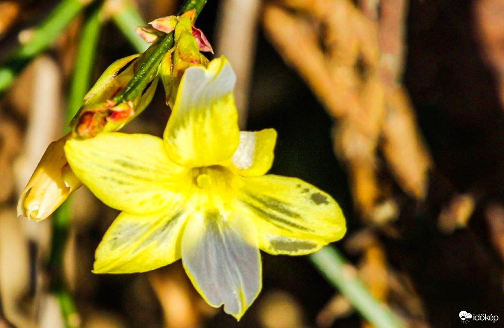 Tavaszi virág 