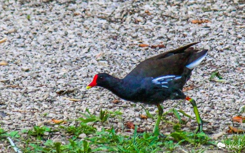 A Vízityúk is talál szemet 