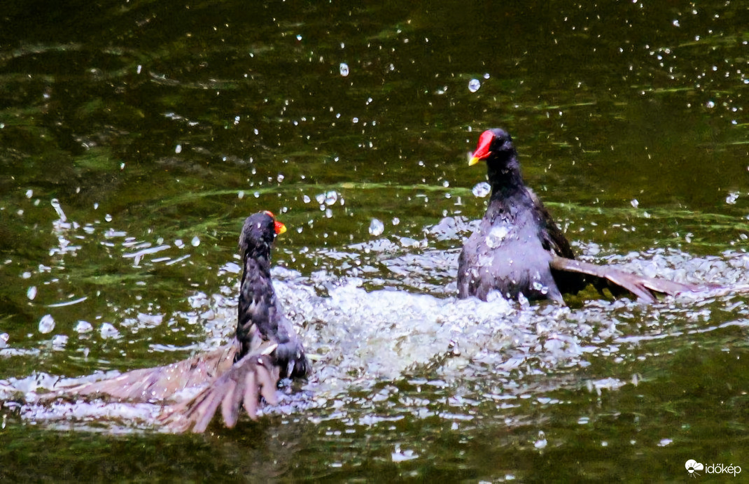 Harcolnak a Vízityukok 