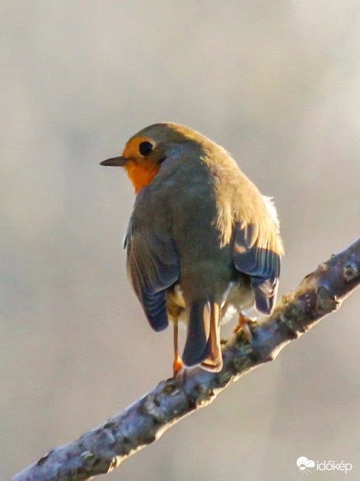 Vörösbegy. Szép napot!