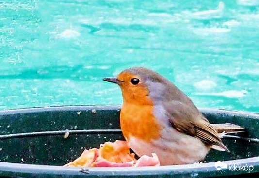 Nagy tálból reggelizem 