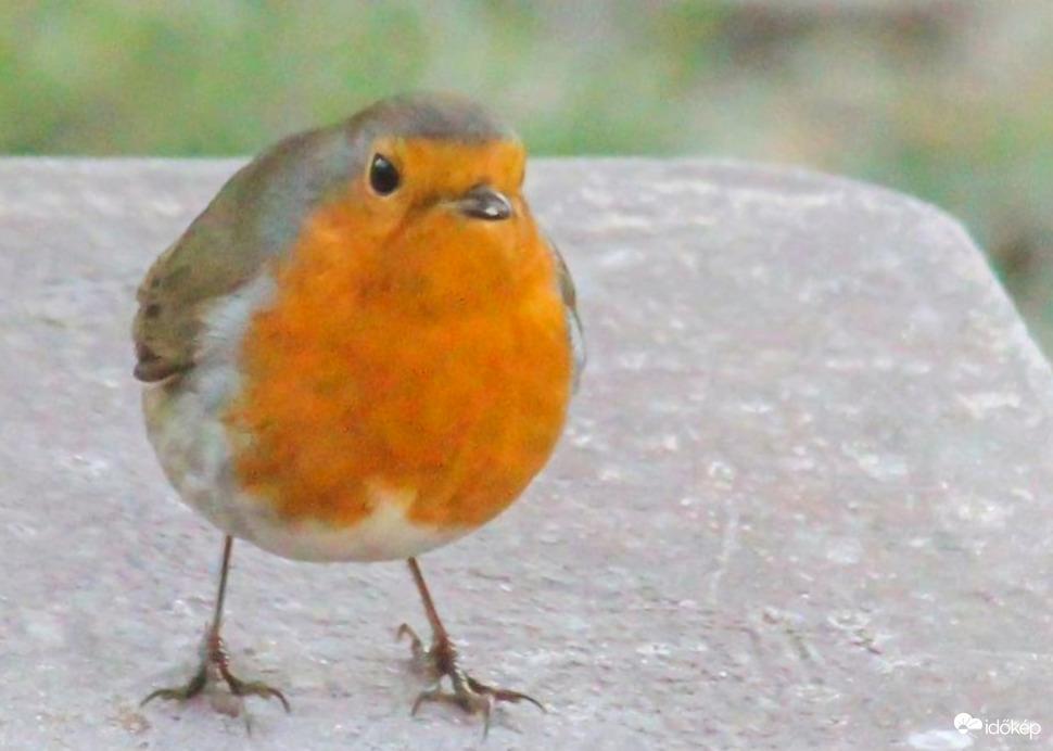 Vörösbegy Alig bírnak el a lábaim. 