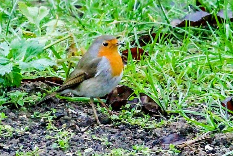 Vörösbegy csipeget