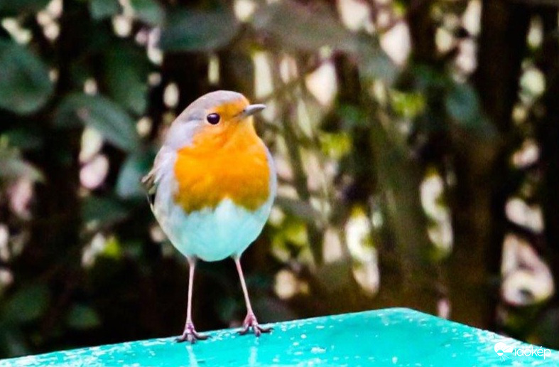 Kicsi vagyok, székre állok...