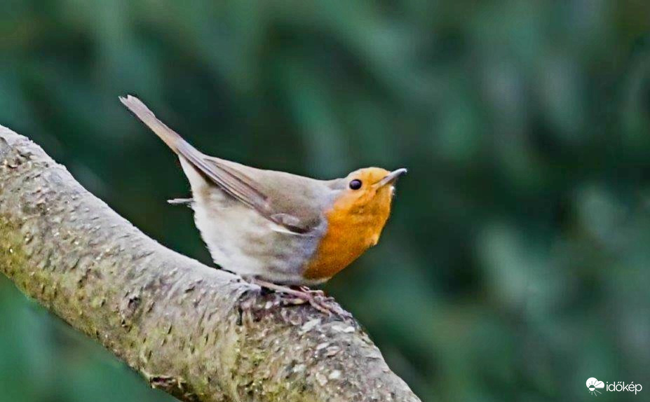 Vörösbegy a rajtrácson 