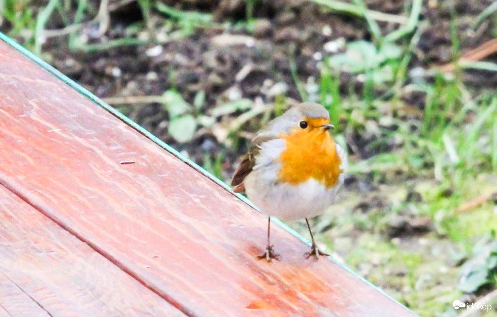 Üres a padom Elfelejtetted a reggelimet kitenni 