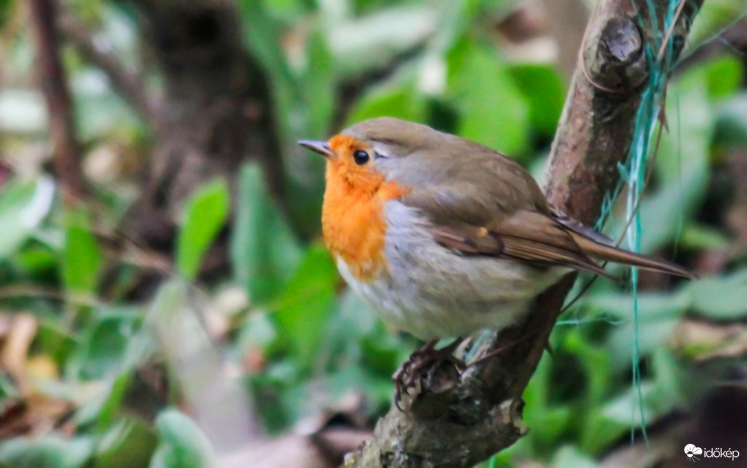 Tele vagyok, mint a déli busz. Vörösbegy. 