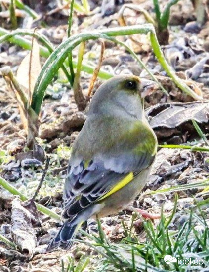 Zöldike a zöldhagymák közt 