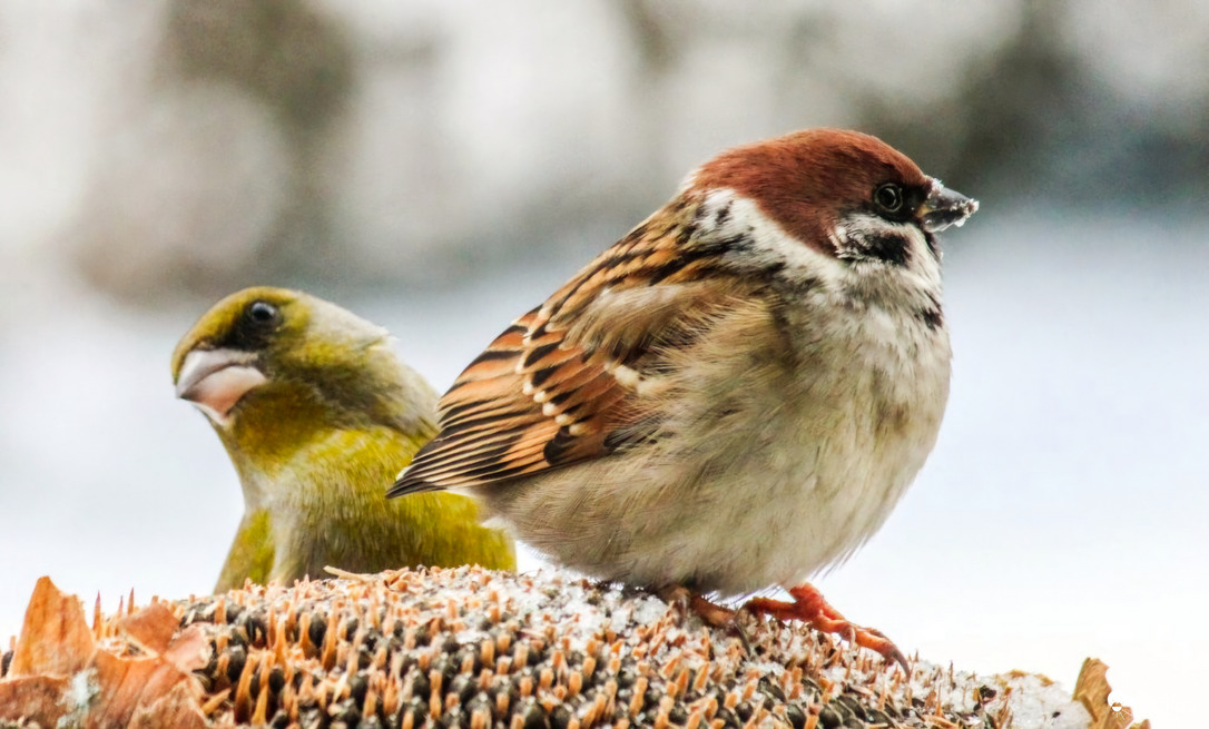 Zöldike és a Veréb 