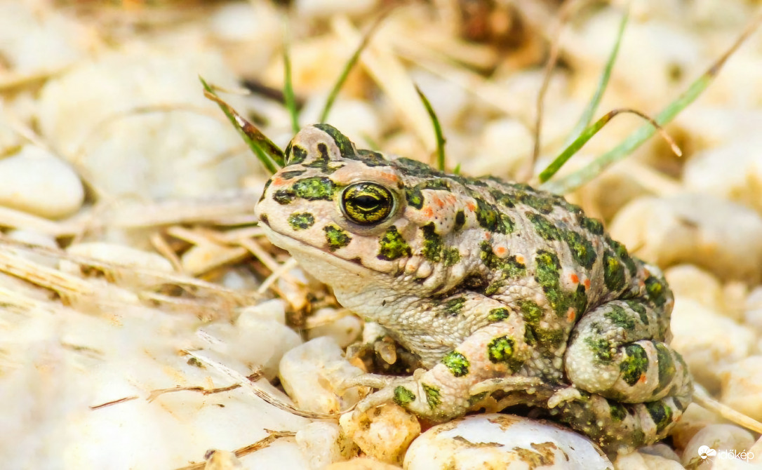 Zöld varangy, vagy Királylány?