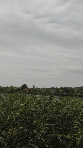Polgár