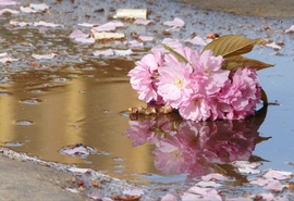 Japáncseresznye eső után 2.