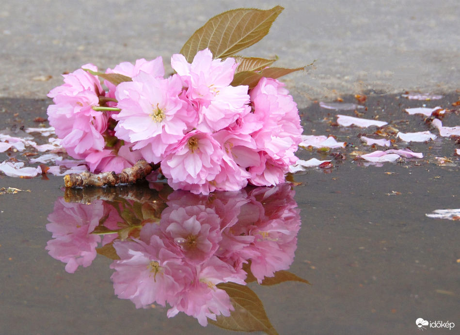 Japán cseresznyevirág eső után