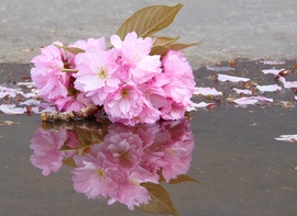 Japán cseresznyevirág eső után