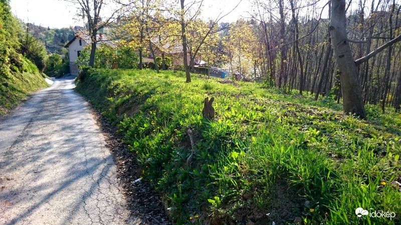 Egerszeghegy - Nyuszi ül a fűben.. :)