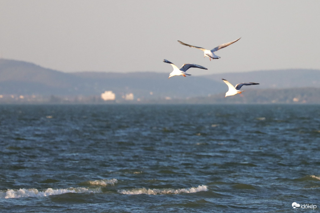 Balaton