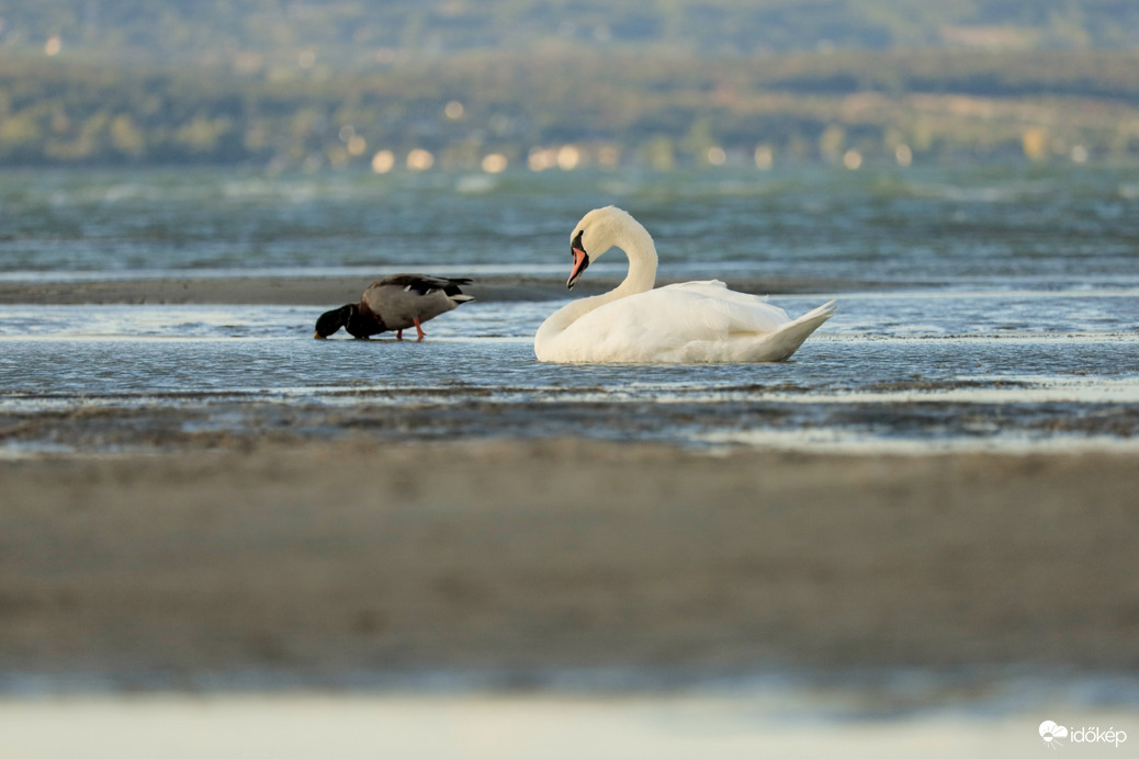 Balaton