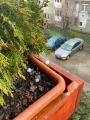 Eger
