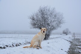 Hódmezővásárhely 