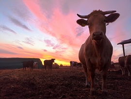 Hódmezővásárhely 