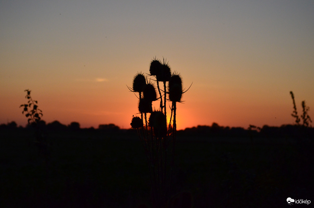 Bogáncs a naplementében
