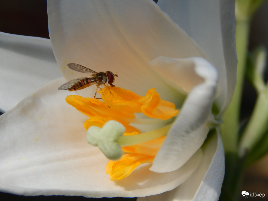 Ékfoltos zengőlégy