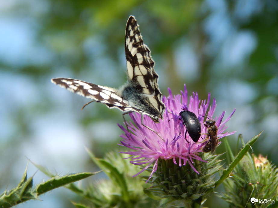 Sakktáblalepke és "barátai"