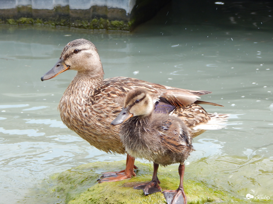 Tőkés réce és fiókája