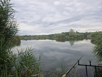 Szirmabesenyő