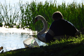 Tiszaalpár Holtág - Hattyú és a Horgász