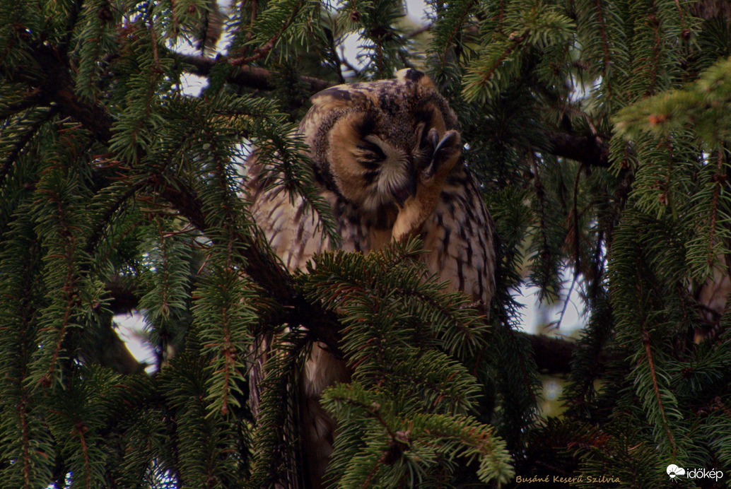 Erdei fülesbagoly tisztálkodik