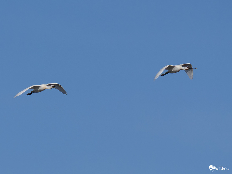 Kanalasgémek, 2026.02.25.