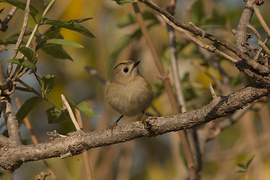Sárgafejű királyka 