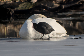 Szárcsa bütykös hattyú háttérrel