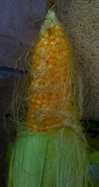 Aranyló kukoricaszemek