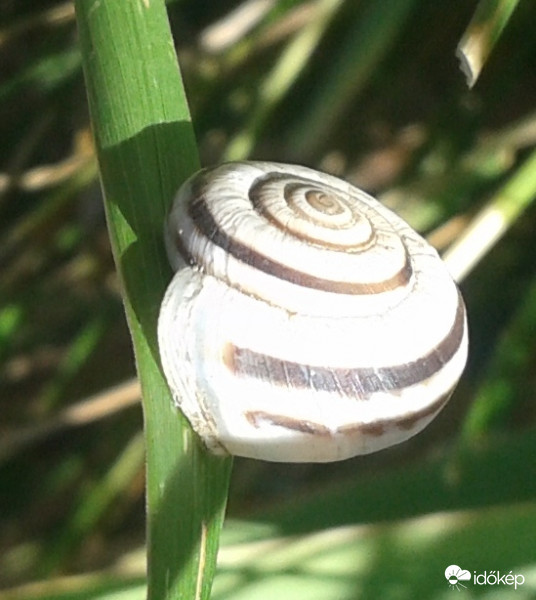 Fűszálon  balanszírozva