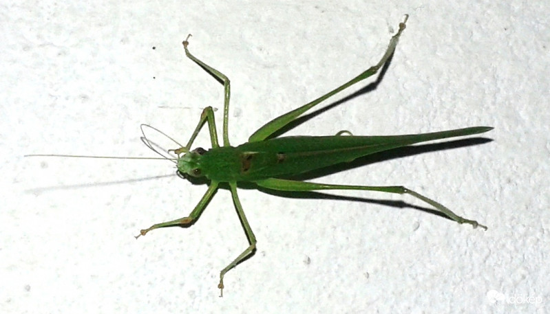 Csápját feltekerte