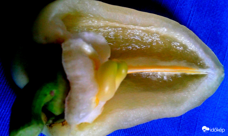 Nagy fehér paprika kicsi szivecskéje