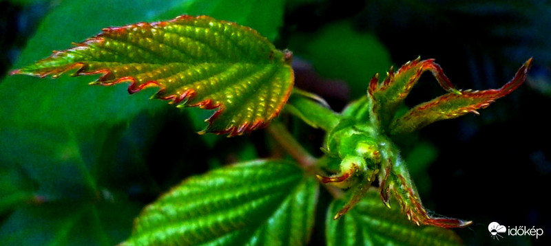 Fekete szeder hajtása