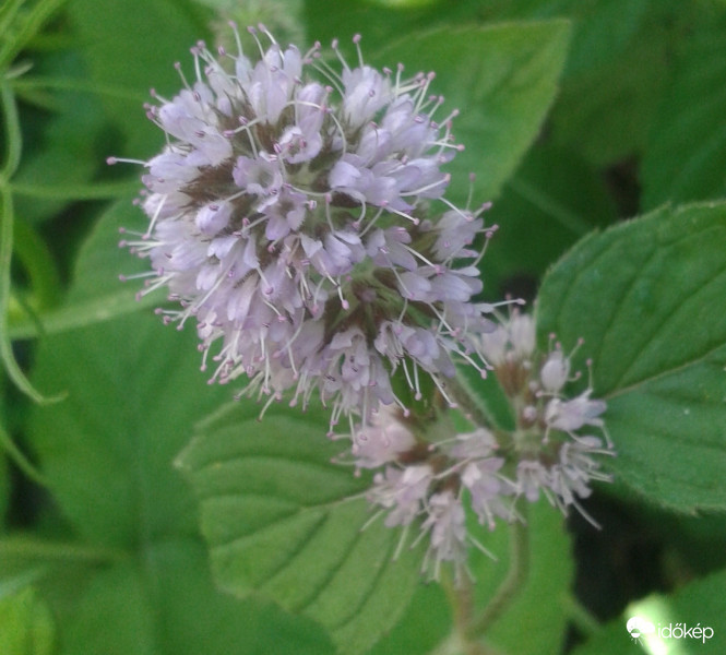 Menta virága