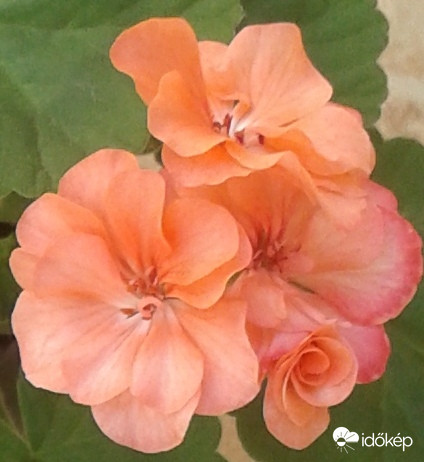 Nem egy hétköznapi  muskátli