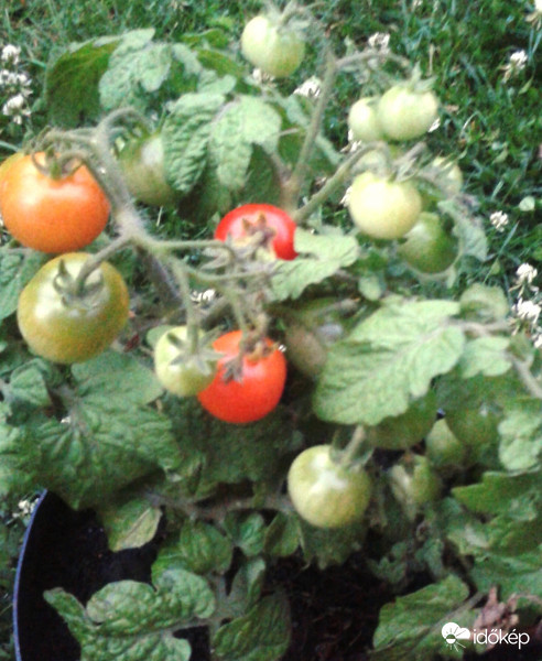 Érnek az első szemek