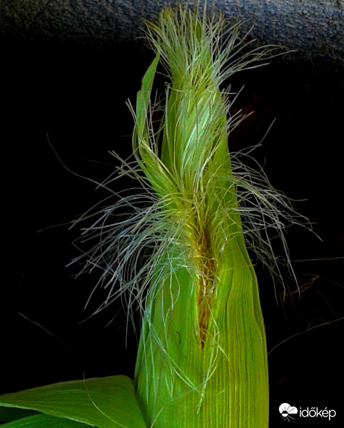 Rica-rica kukorica bajsza