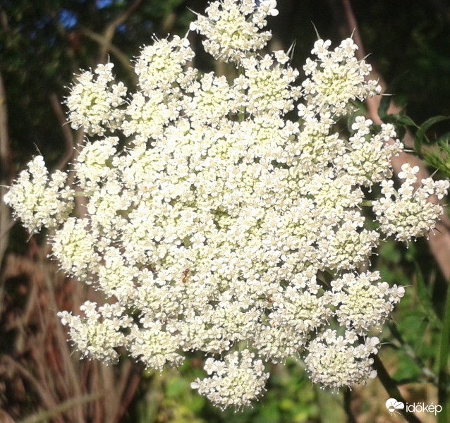 Sárgarépa fehér virága